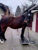 Pferdewippe aus Siebdruckplatten 1240 x 400mm in 32339