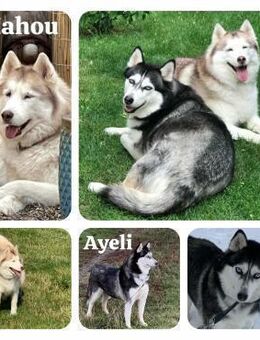 2 Husky Ayeli & Mahou Senioren Hündinnen - Margetshöchheim