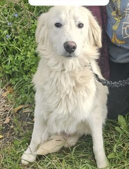 OSKAR 💚 ein -bühnenreifer Schönling- - Bad Karlshafen