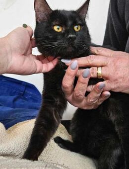 Schwarze liebe Charlotta sucht Sofa - Stelle