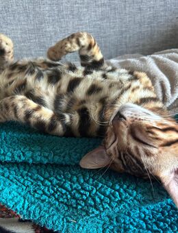 Bengal Kitten Abgabebereit - Schwepnitz