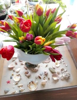 Suche Putzstelle in Zülpich - Zülpich