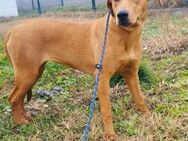 Labrador Mix Samira sucht ihre Familie! - Heinsberg