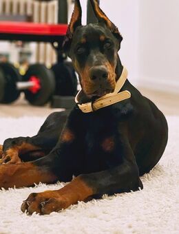 Top Dobermann Welpe aus einer Championsverpaarung zu vergeben - Dortmund