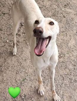 Verspielte Greta sucht ihre Menschen - Donaueschingen