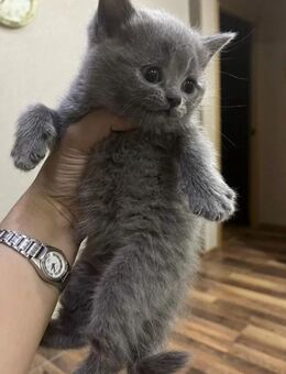 Katzen Babys - Berlin