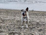 Matt sucht Terrier-Liebhaber - München