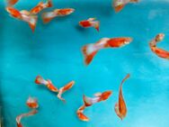 Guppy , versch. / Play - Halberstadt