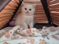BKH weibchen Katzenbaby Kitten weiß - Krefeld Zentrum