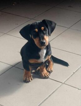 Toby kleiner Dackel(-Mix), 3,5 Monate - Kassel
