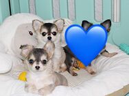 Bezaubernde Chihuahua Welpen(Rüden) mit Ahnentafel - Köthen (Anhalt)