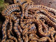 rainbow boa,Regenbogenboa,Boa - Fehmarn