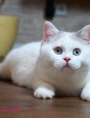 Britischkurzhaarkaterchen mit Stammbaum in 86862