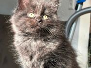 Maincoon/Britisch Langhaar Mix - Hannover Herrenhausen-Stöcken