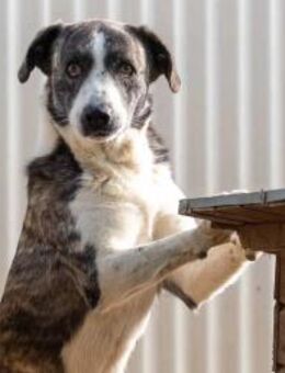 JIMMI - freundlicher, sanfter Rüde - Kallmünz