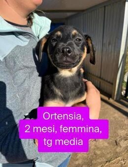 Ortensia 💛💛💛 sonniges Hundemädchen - Herxheim (Landau)