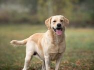 Dajo - familienfreundlicher Labradorbub - Duisburg