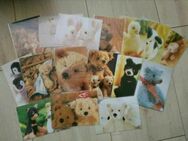 Neu: 16 Postkarten Teddybären u.a. einzeln verpackt für Sammler - Naumburg (Saale)