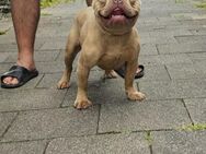 Französische Bulldogge Rüde - Neuwied