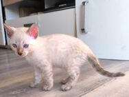 Seltene Reinrassiger snow Lynx Bengalkitten mit Stammbaum - Memmingen