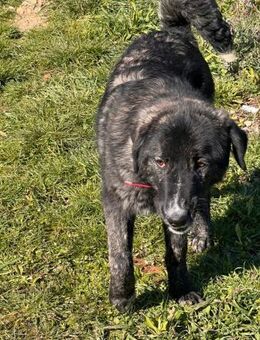 TIGER - aufgewecktes, fröhliches Mädchen - Aerzen