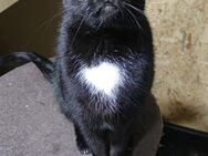 Kalle sucht Familie - Salzwedel (Hansestadt)