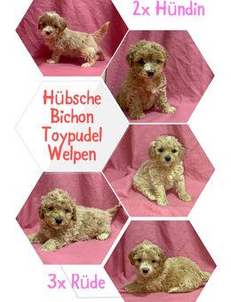 Zuckersüße Bichon Frisé–Toypudel Welpen – Allergikerfreundlich & Familienlieb! 🐾 Zwei Rüden suchen noch ihr Traumzuhause! - Magdeburg