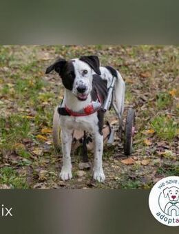 Felix Traumhund mit Handicap - Kirchzell