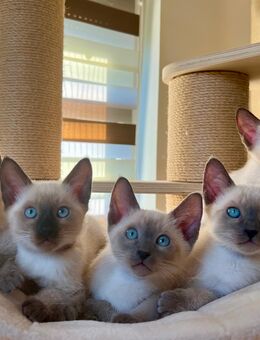 Thai-Siam Kitten (traditioneller Typ) - Greiz