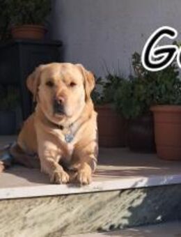 Wollen Sie Gors Charme widerstehen❤️ - Essingen (Rheinland-Pfalz)