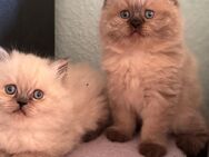 Perserkatze /Perserkitten /Katzenbaby /Perserkätzchen - Schwetzingen Zentrum