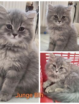 Bkh/Blh Kitten Abgabebereit - Wuppertal