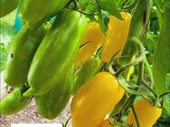 Tomatenpflanzen - Witten