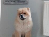 Chow Chow Welpe 5 Monate alt Weibchen - Osnabrück