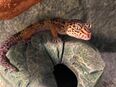 Leopardengecko inkl. Terrarium abzugeben in 73733