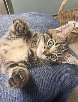 Kitten, Katzen, Katzenbabys total süß und zutraulich - Hamburg