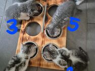 Sechs Süße BKH Kätzchen sind ab Mitte Juni auf der Suche nach einen neuen Zuhause! - Braunsbedra