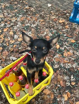 Zwergpinscher Mix Rüde - liebevoller Familienhund - Marl (Nordrhein-Westfalen)