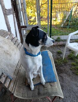 Fox Terrier Rüde ca 6 Jahre - Körner