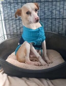 Ich bin DANTE 💙 ich wurde vergessen - Fahrenzhausen