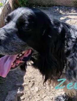 Wer öffnet sein Herz für Zeus? - Oberhausen