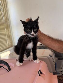 Chaplin aus dem Tierschutz - Grevenbroich