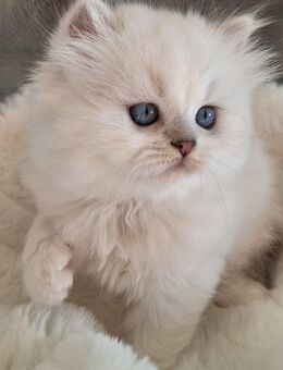 Britisch Langhaar Kitten mit Stammbaum - Meine