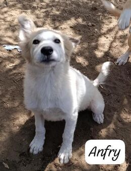 ANFRY 💙💙💙wünscht sich ein Zuhause - Bad Karlshafen