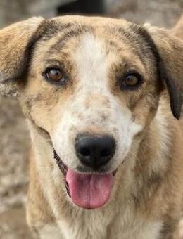 Philina, geb. ca. 11/2019, Griechenland - Euskirchen