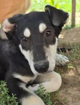 Fröhlicher, lieber Junghund Caspar - Kallmünz