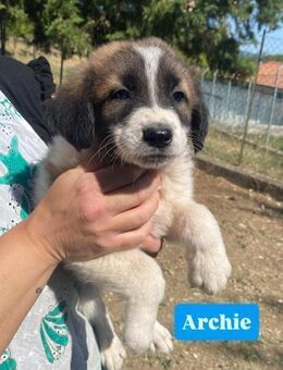Archie - sucht Körbchen - Grevenbroich