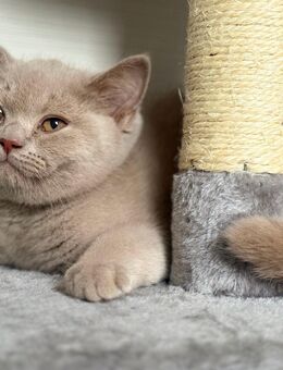 Seltene Farbe- BKH Kitten /2-männliche - Werlte