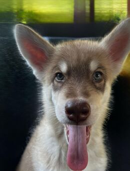 Husky Malamute Welpen - Iserlohn