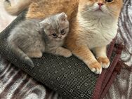 Britisch Kurzhaar Kitten in Berlin + Stammbaum - Berlin